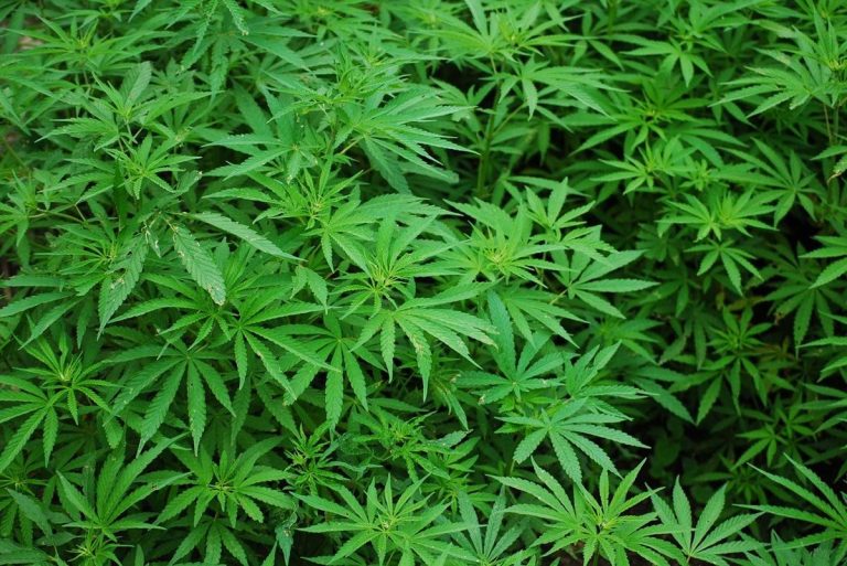 Porównanie metod ekstrakcji cbd – co warto wiedzieć?